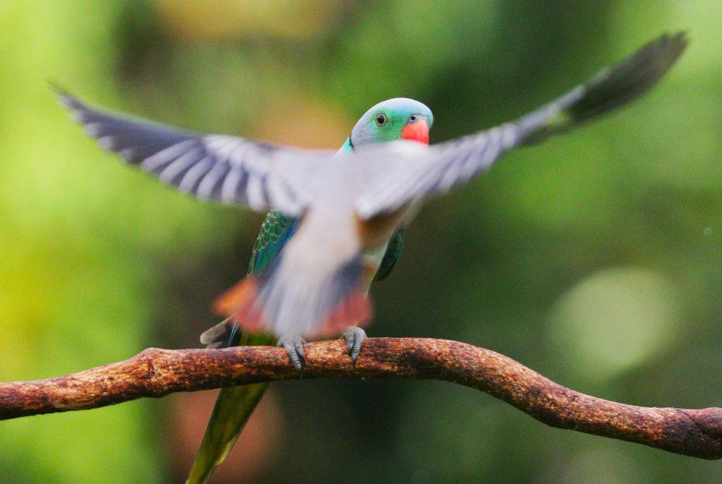 Photo-bombed. A Malabar parakeet perfectly framed and then there comes the uninvited guest.