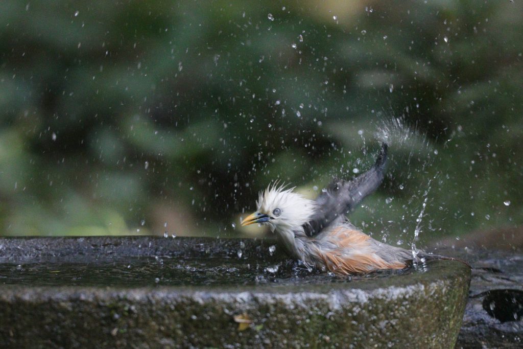 Bird captured mid-motion, wings spread and water droplets frozen mid-splash, demonstrating fast shutter speed