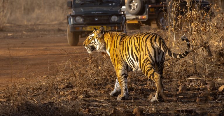 What Makes Tadoba’s Tigers Easy to Photograph