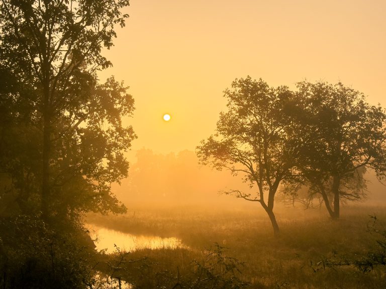 Tadoba: A Forest That Transforms with the Seasons