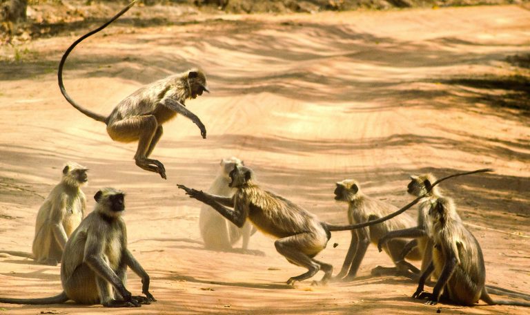 Tadoba, Before You Book