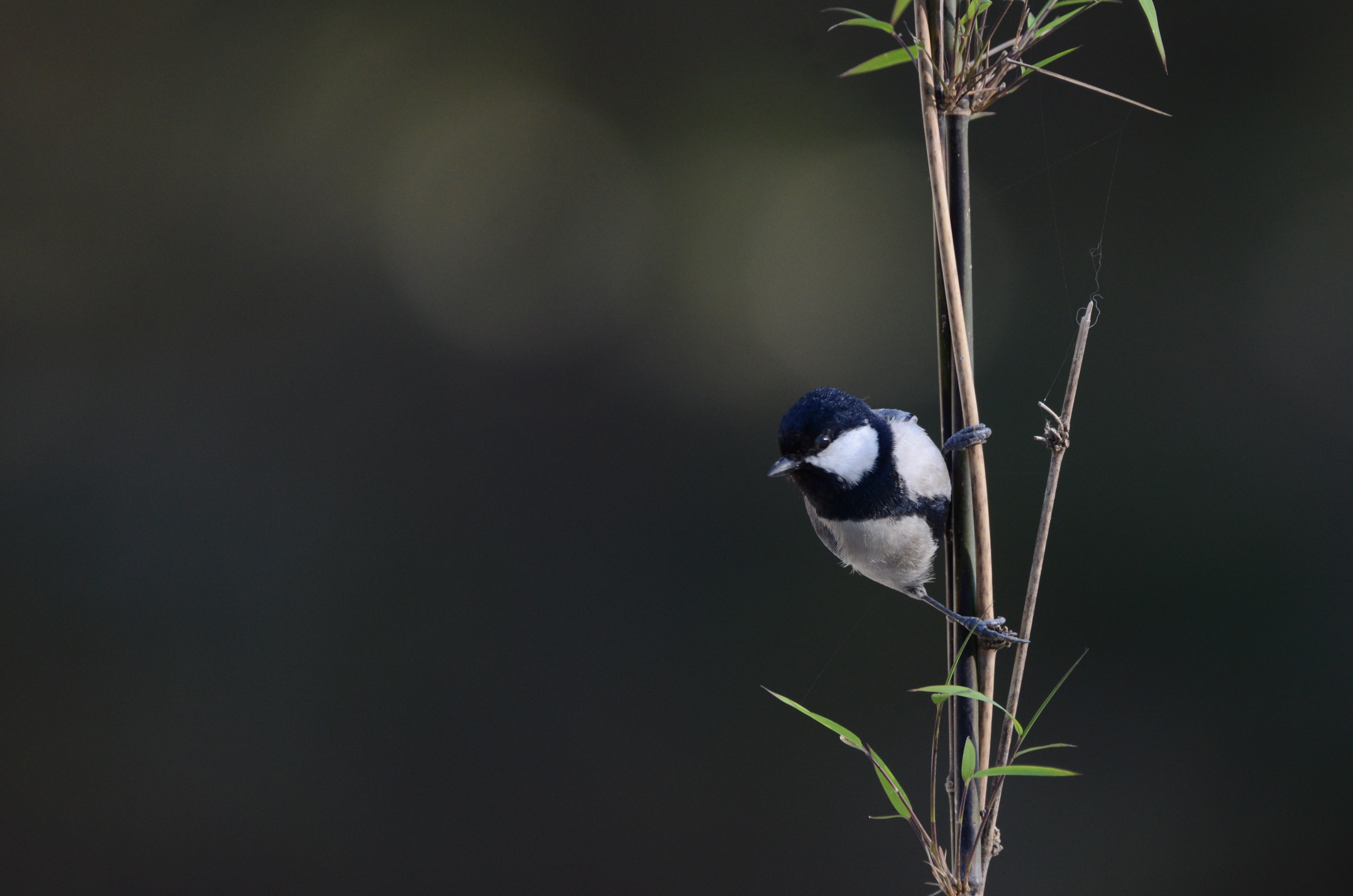 Himalayan tit