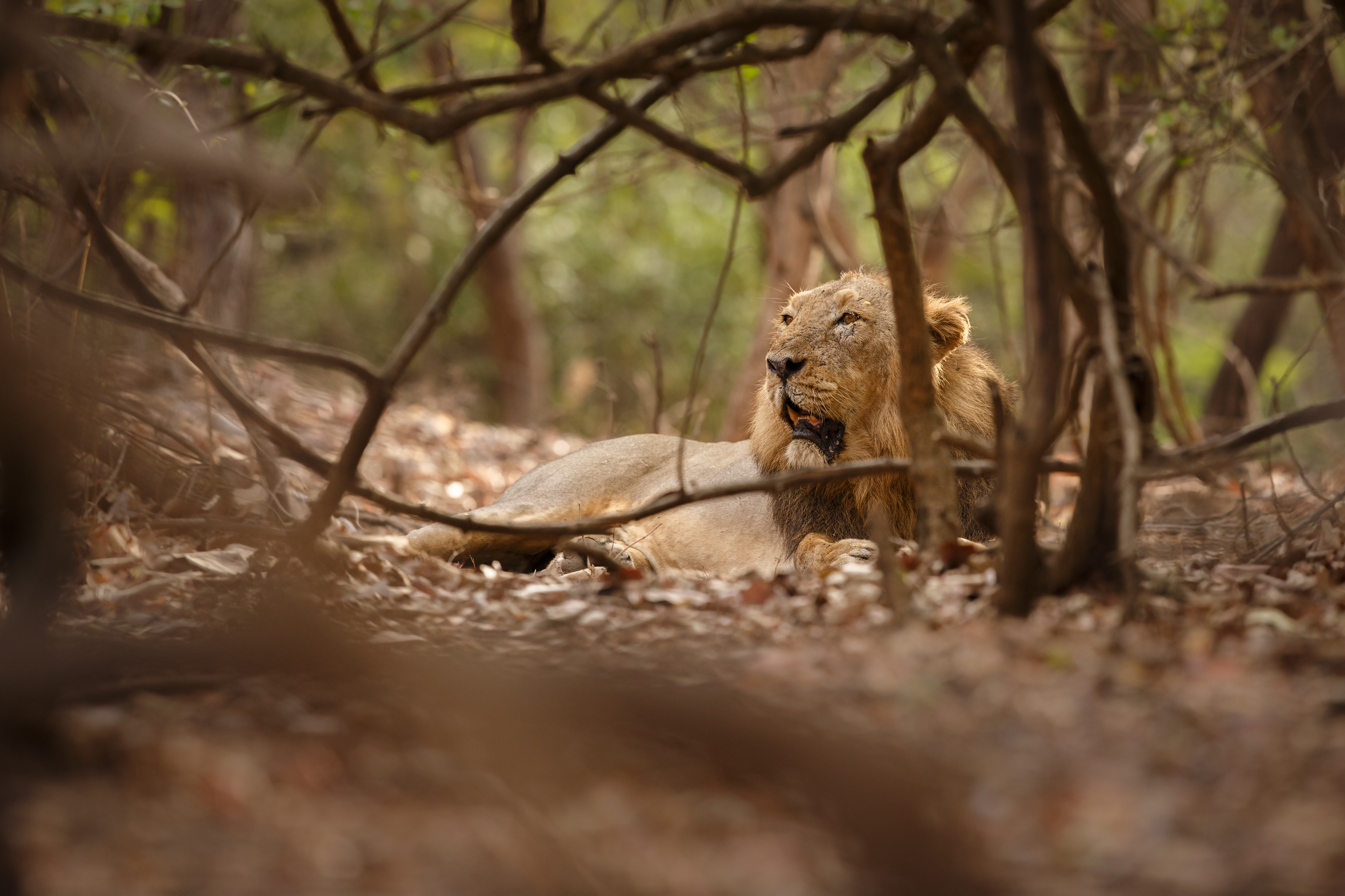 Gir National Park