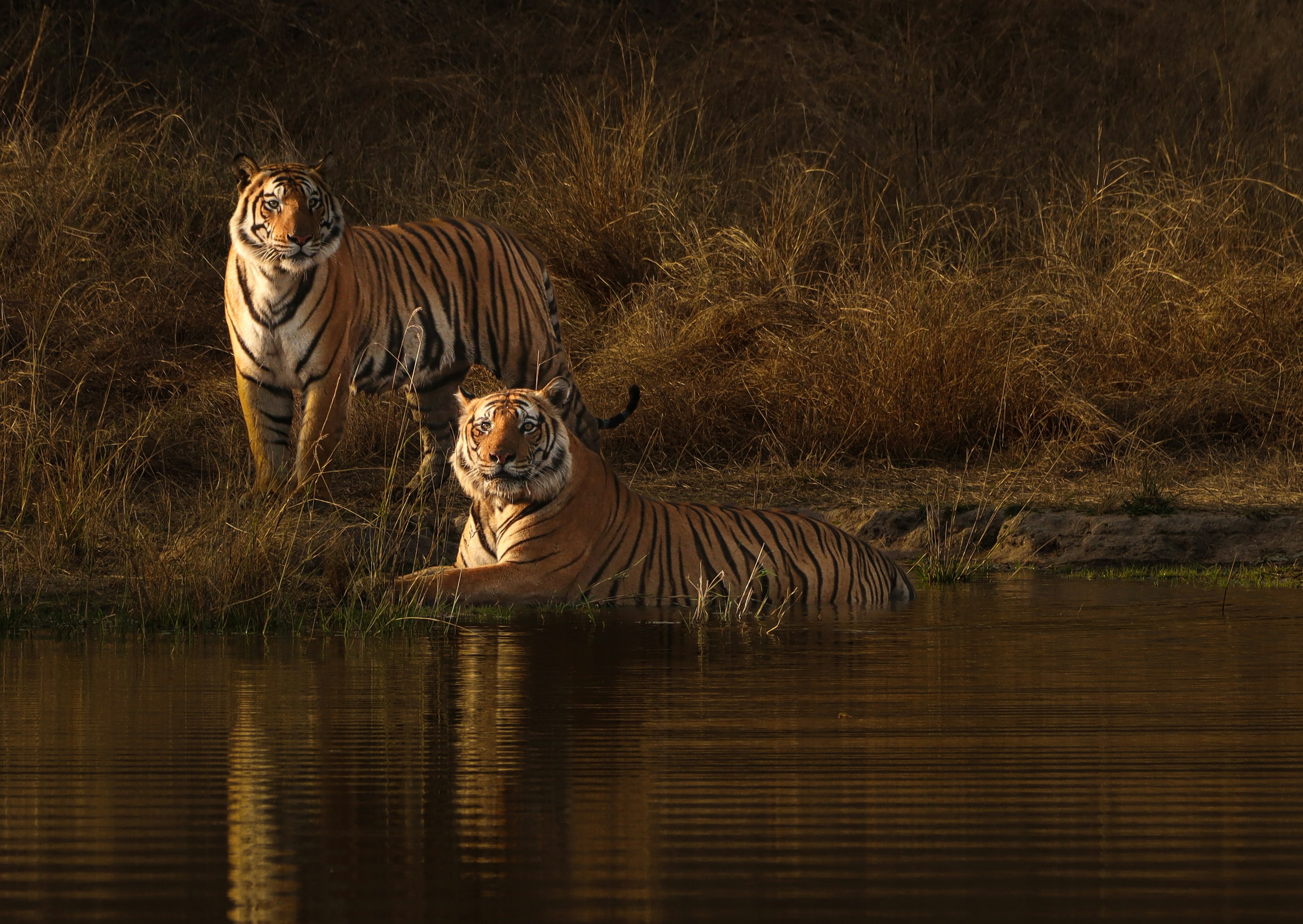 Tadoba tips