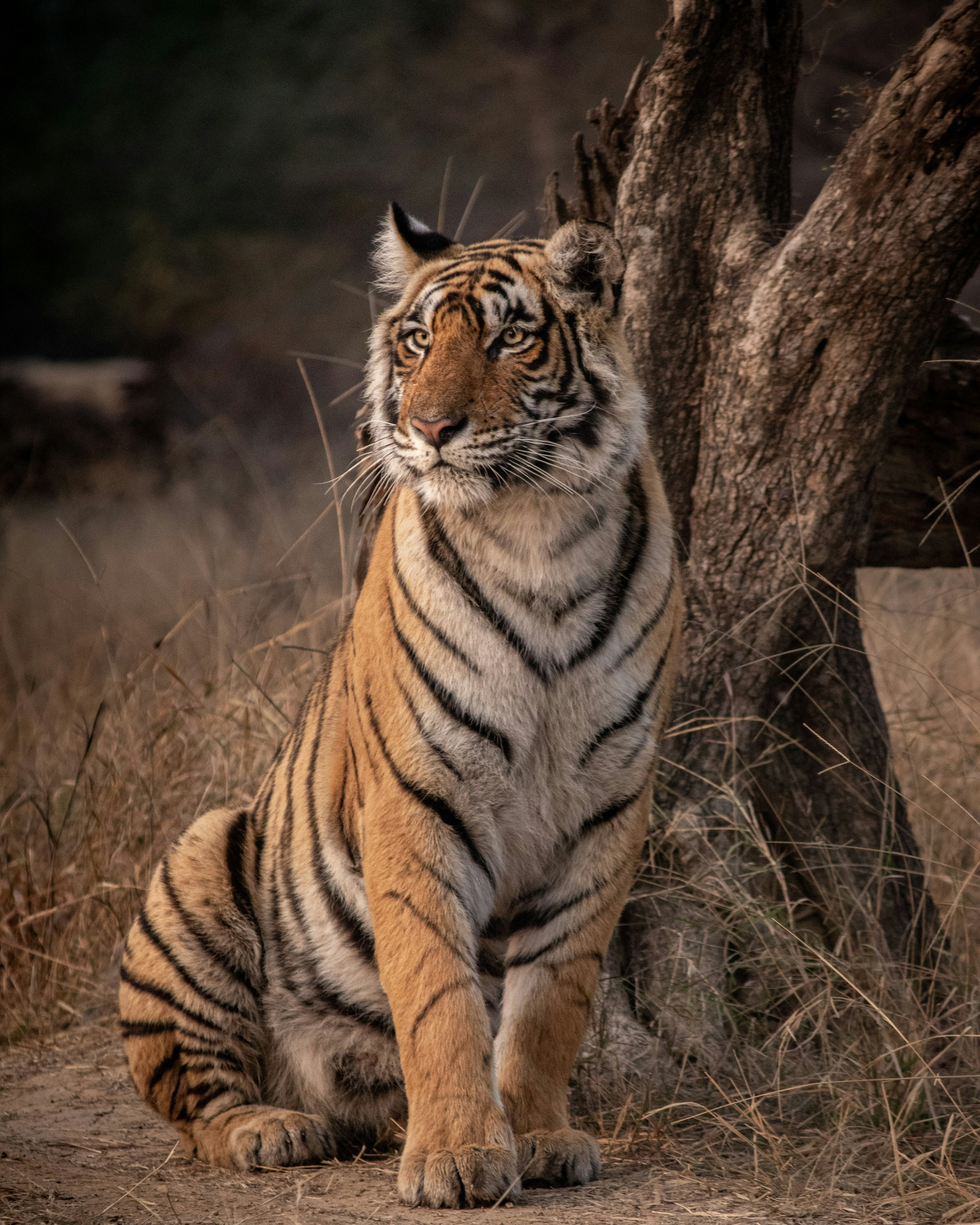 Tadoba Tiger Reserve
